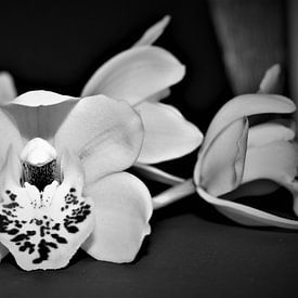 weiße Orchidee von Heidi Pype