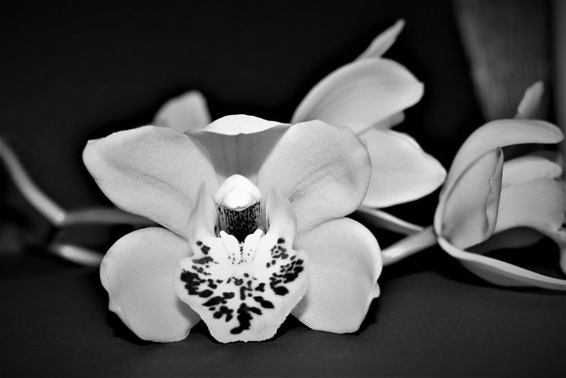 white orchid by Heidi Pype