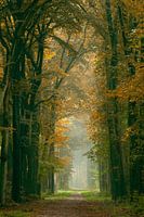 Herbst-Allee bei Lochem
