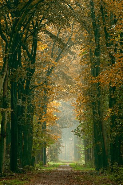 Herbst-Allee bei Lochem von Jos Erkamp