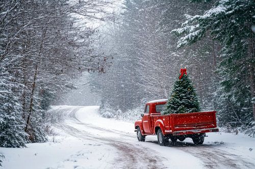 Kerstboom reis