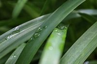 Dewdrops on green leaves
