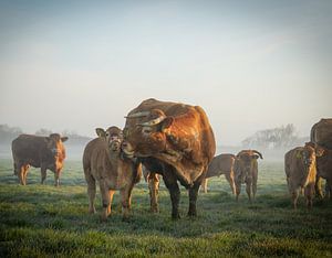 Vache et veau sur Dirk van Egmond