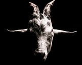 Animal portrait of a Goat in Black and White by Jan Hermsen thumbnail