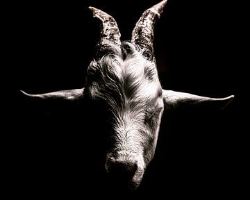 Dierenportret van een geit in zwart-wit van Jan Hermsen