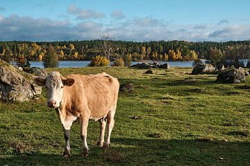koe in het zweedse landschap van Geertjan Plooijer