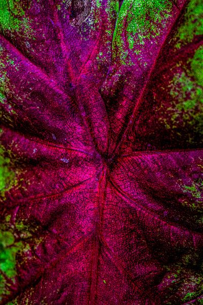 Caladium rose par desmyrka