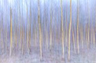 White birches with snow and ice in winter by Sjaak den Breeje thumbnail