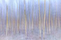 White birches with snow and ice in winter