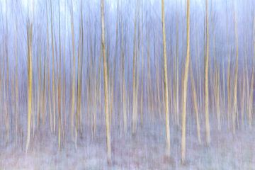 White birches with snow and ice in winter by Sjaak den Breeje