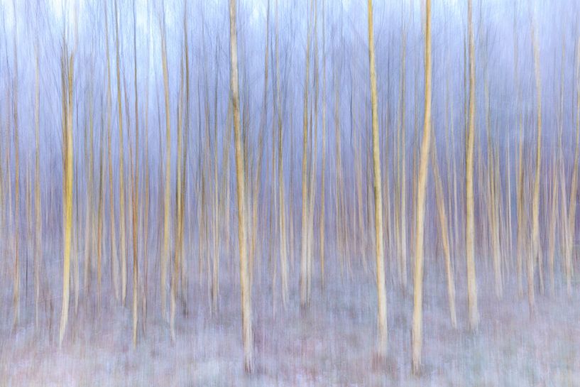 White birches with snow and ice in winter by Sjaak den Breeje