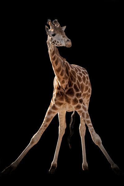Giraffe gymnastiek van Marjolein van Middelkoop