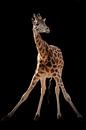 Giraffe gymnastiek van Marjolein van Middelkoop thumbnail