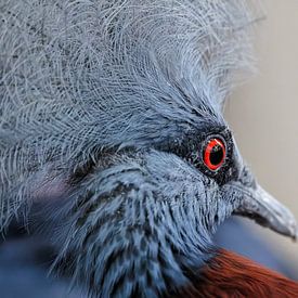 Maronenbrust Krontaube Portrait von Detlef Schöler Fotografie
