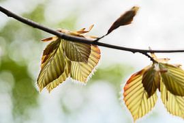 La feuille se déplie. sur tim eshuis