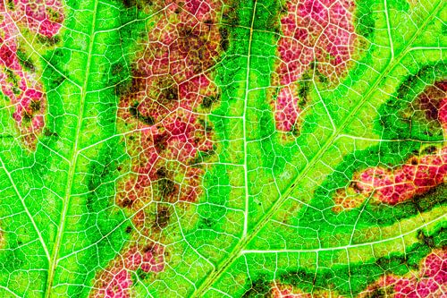 Herfstblad met nerven