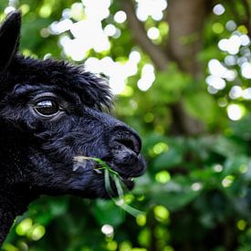 Etende Alpaca von Michel Van Zanten