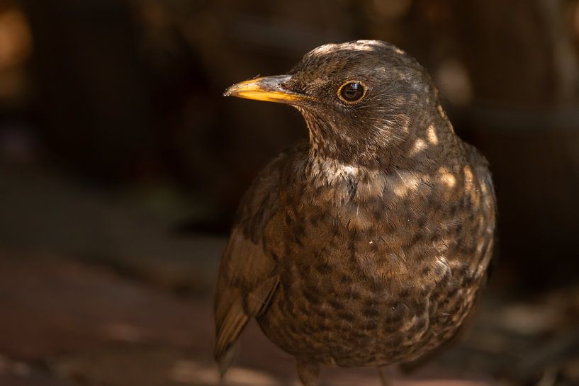 Die versteckte Amsel von foto by rob spruit