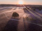 Mistige zonsopkomst boven de Bussumer en Westerheide (luchtfoto) van Michiel Dros thumbnail