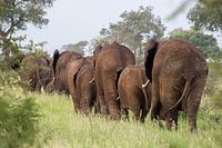 Caravane d'éléphants, parc Kruger, Afrique du Sud