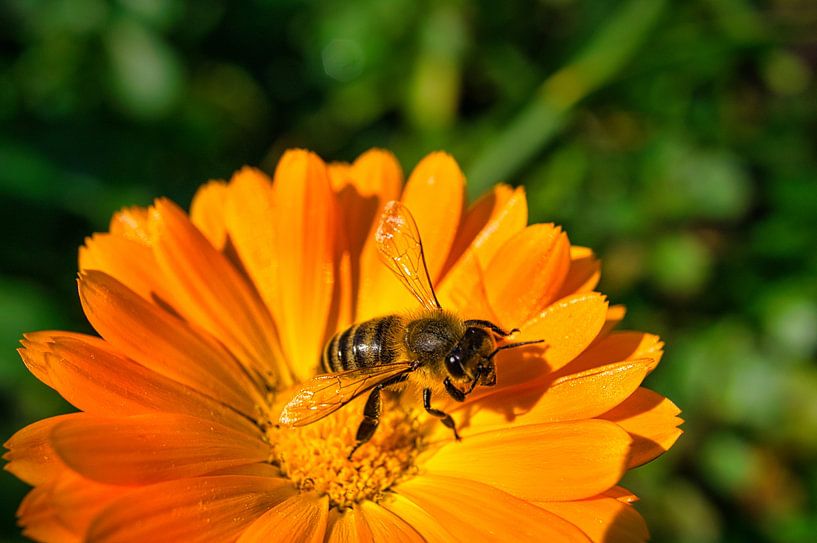 Bee on a flower collecting nectar by Martin Köbsch