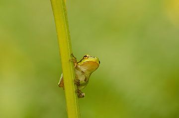 Tree frog by Corrie Post