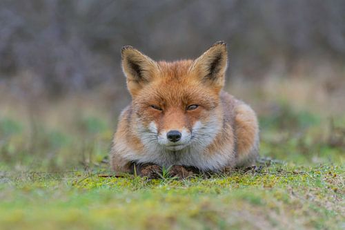 Grumpy fox