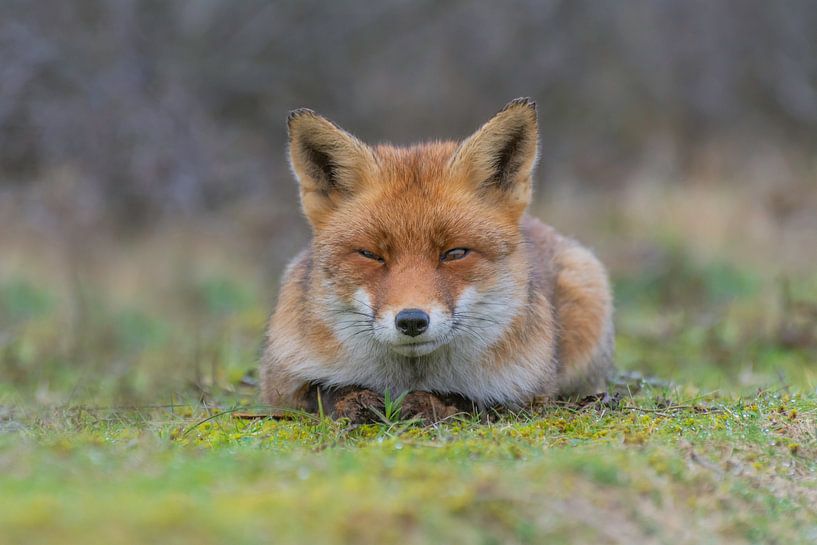 Grumpy fox by Anna Stelloo