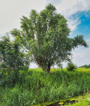 Oude Knotwilg van Atelier Liesjes