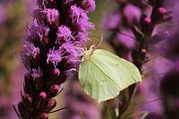 Lemon Butterfly