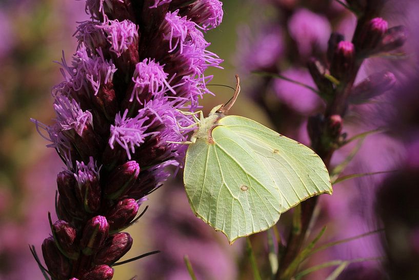 Lemon Butterfly by MMFoto