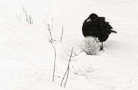 Merel in winterlandschap van Marlies Prieckaerts thumbnail