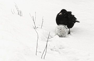 Merle noir dans un paysage d'hiver sur Marlies Prieckaerts