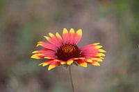Kokardebloem