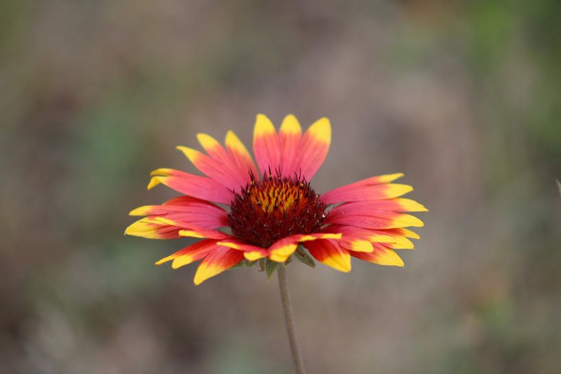Kokardebloem by PicturedbyMarliss