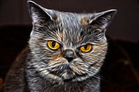 Flaming Feline