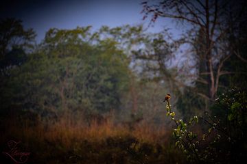 Bird watching van Zahra Bierman