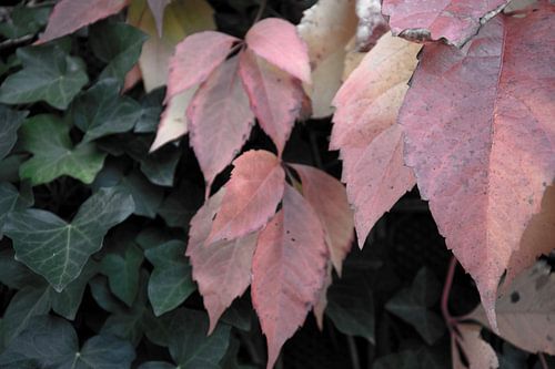 De kleuren van de herfst in verschillende pracht