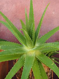 Mexico aloe vera plant travel photography macro photography by raisa haveman