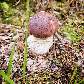Porcini mushroom in the forest on the ground. Brown cap, white stalk. by Martin Köbsch