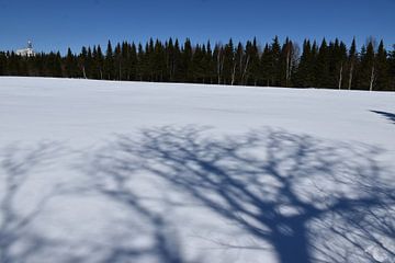 L'ombre d'un arbre sur la neige sur Claude Laprise