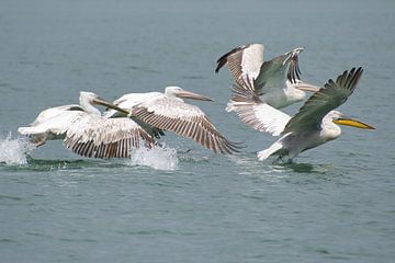 Pelikanen stijgen op van Dick Mandemaker