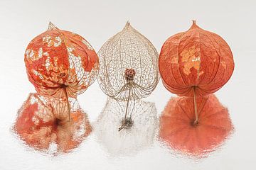 Impermanence: Panorama of three lanterns together by Marjolijn van den Berg