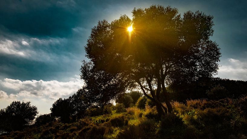 sonnenschein von Harry Cathunter