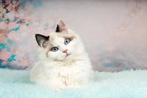 Süßes Ragdoll-Kätzchen auf blauem Schafsfell liegend mit Blumenhintergrund