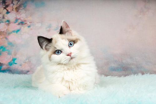 Schattige Ragdoll kitten liggend op blauwe schaapsvacht met een bloemen achtergrond