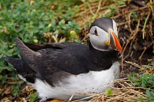 Papageitaucher auf der Insel Skellig Michael in Irland