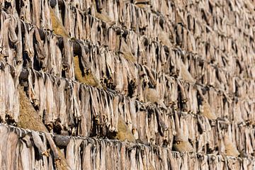 Stockfish sur séchoir en Norvège sur Robert Ruidl