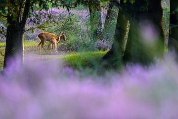 Wie ein Märchen Ziege mit Kalb