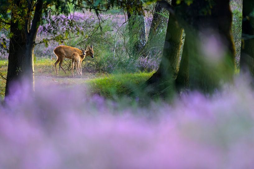 Wie ein Märchen Ziege mit Kalb von Remco Van Daalen